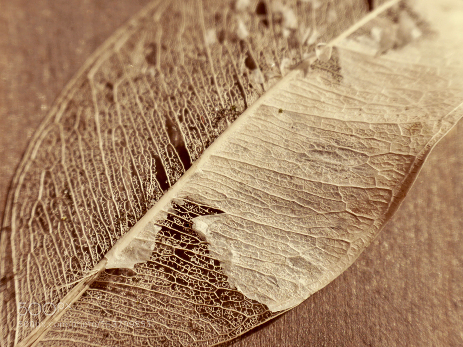 Panasonic Lumix DMC-G6 sample photo. Leaf photography