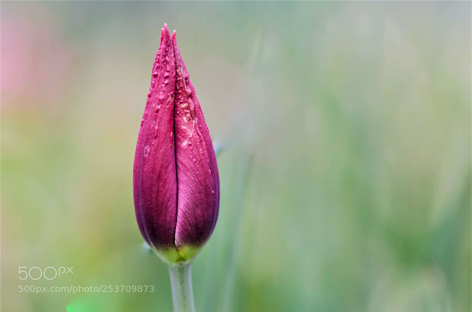 Nikon D7000 sample photo. Une tulipe de mon photography