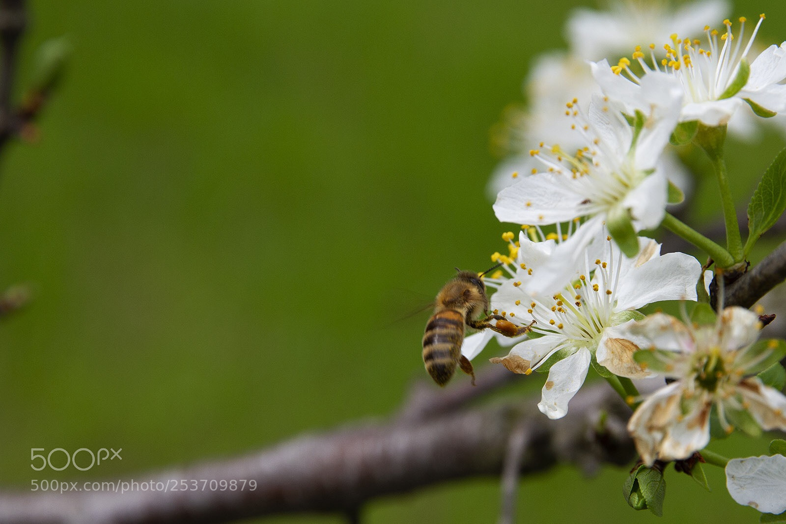 Canon EOS 7D sample photo. Apple blossom photography