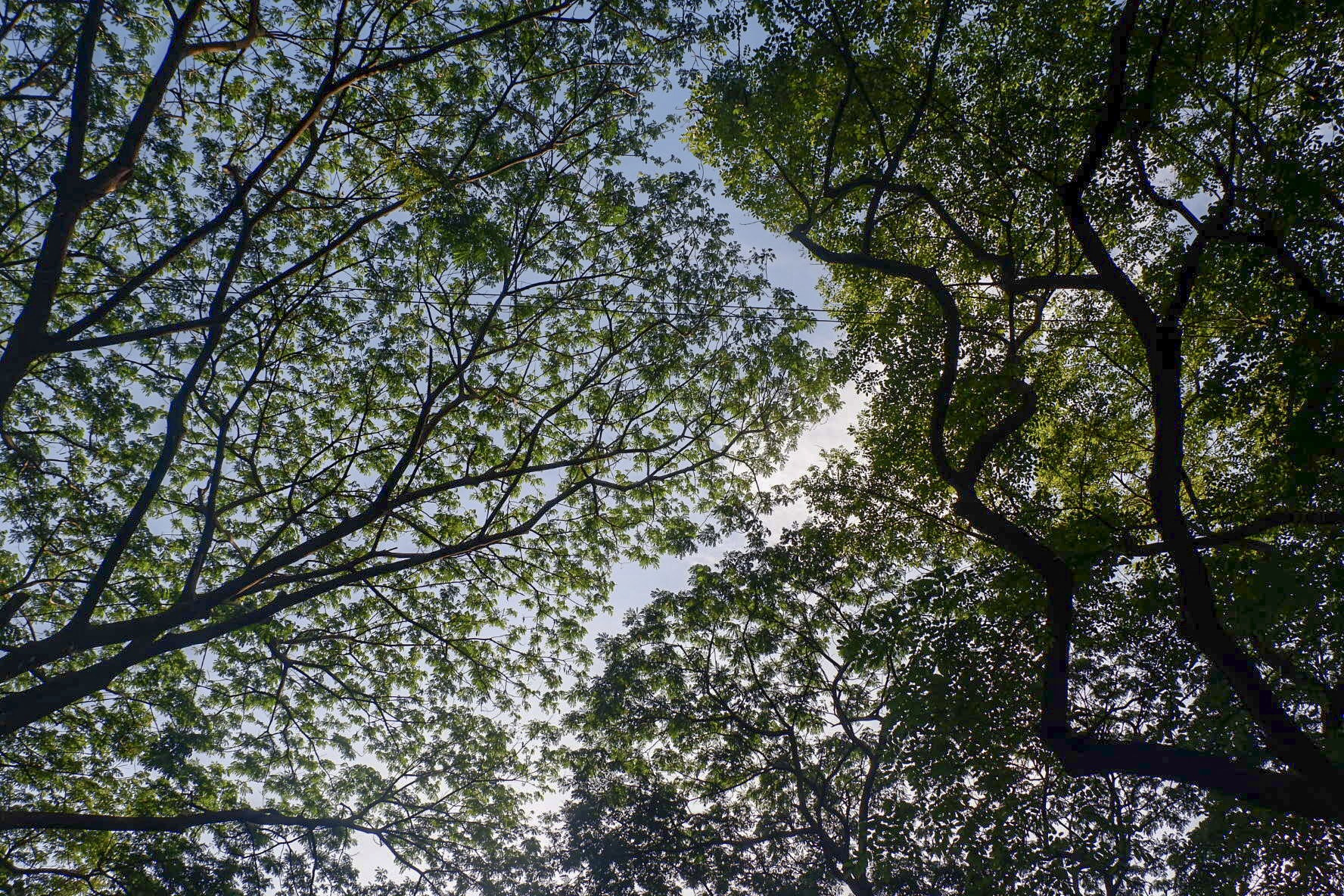 Fujifilm X-A10 sample photo. Crown shyness photography