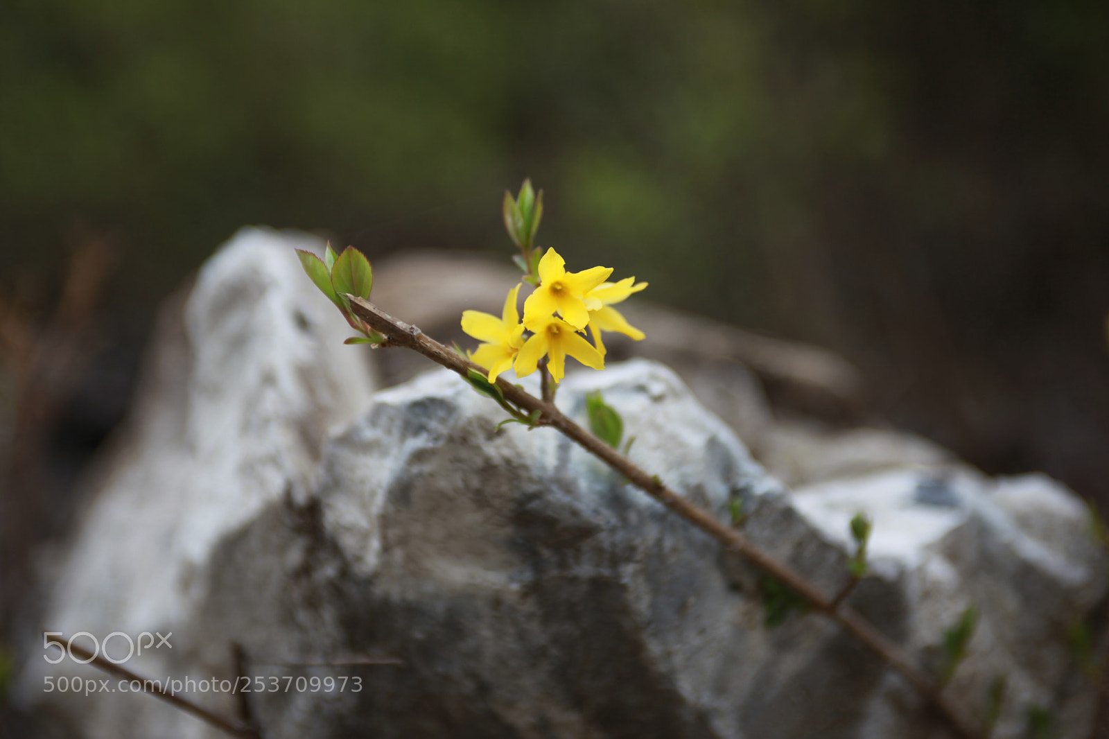 Canon EOS 5D Mark II sample photo. Last leaves photography