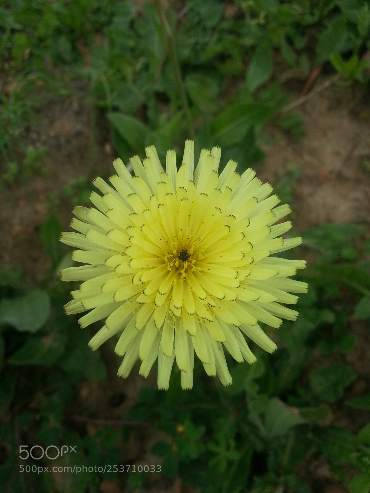 Samsung Galaxy S3 sample photo. Sun photography
