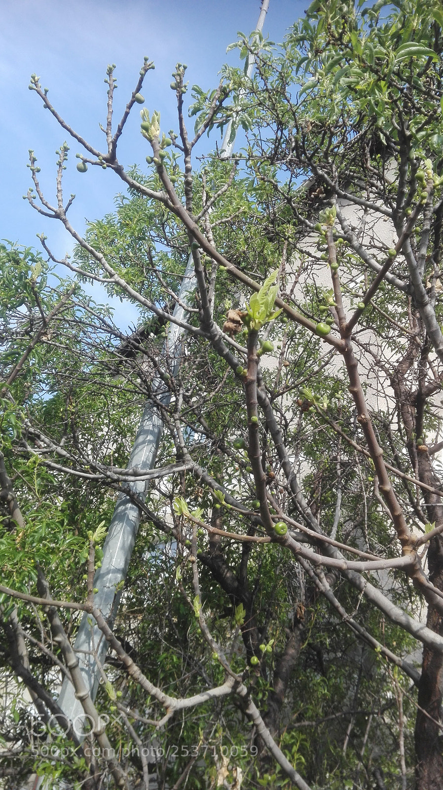 HUAWEI P8 Lite sample photo. Fresh spring branches photography