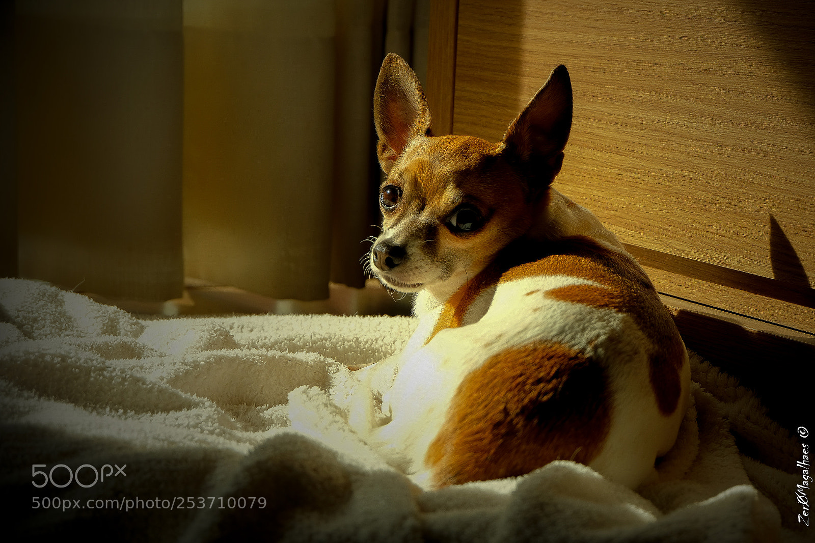 Fujifilm X-T20 sample photo. Mel photography