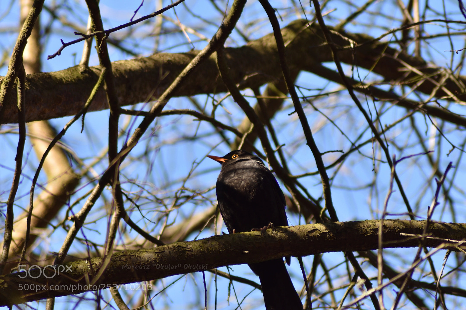Nikon D3400 sample photo. Common blackbird photography