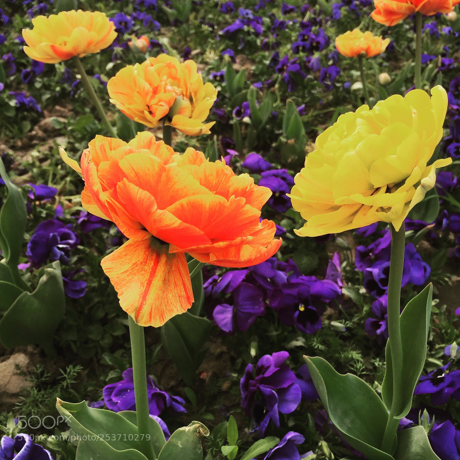 Apple iPhone 6 sample photo. Untitled photography