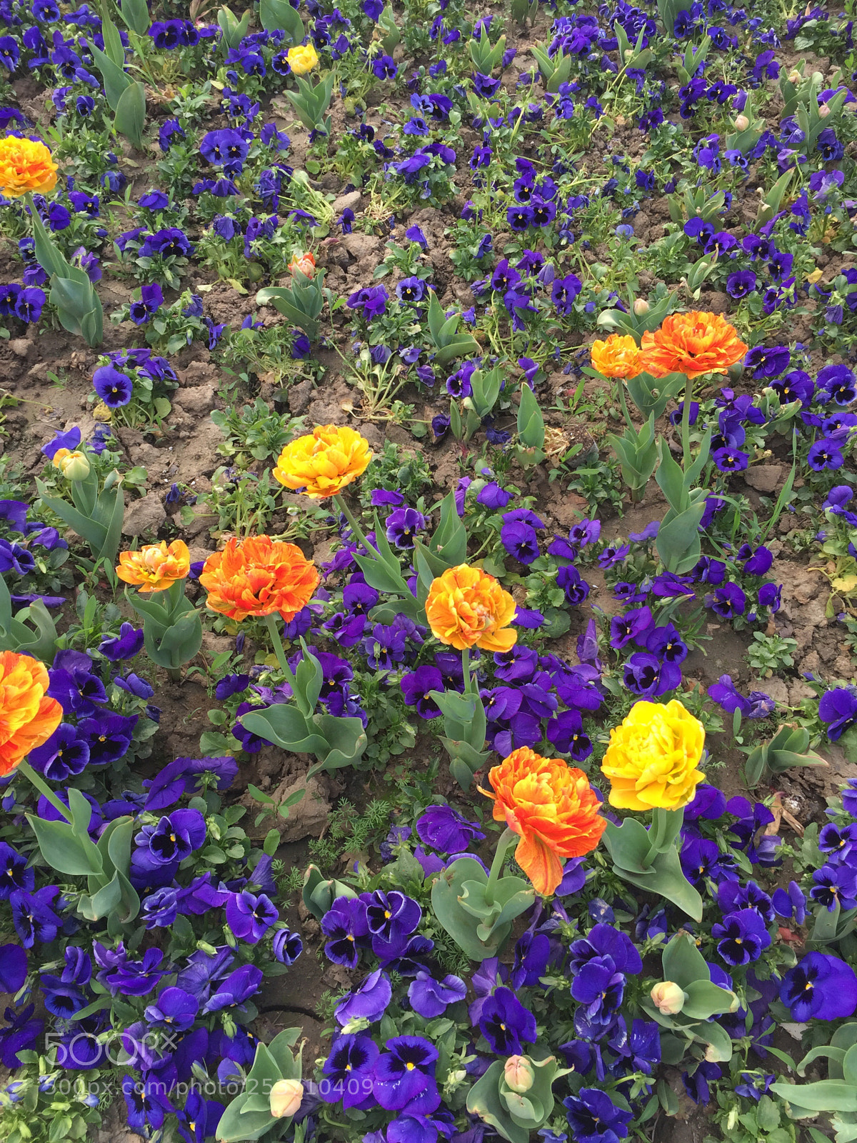 Apple iPhone 6 sample photo. Untitled photography