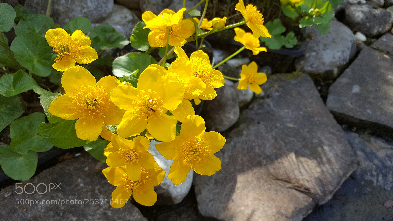 Samsung Galaxy S6 sample photo. Biotop photography