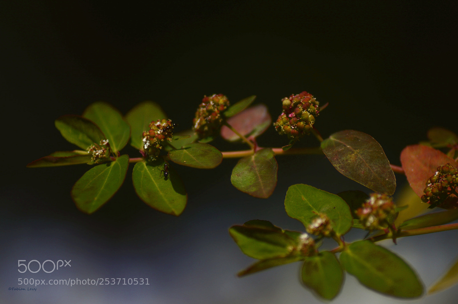 Nikon D3200 sample photo. Hormi photography