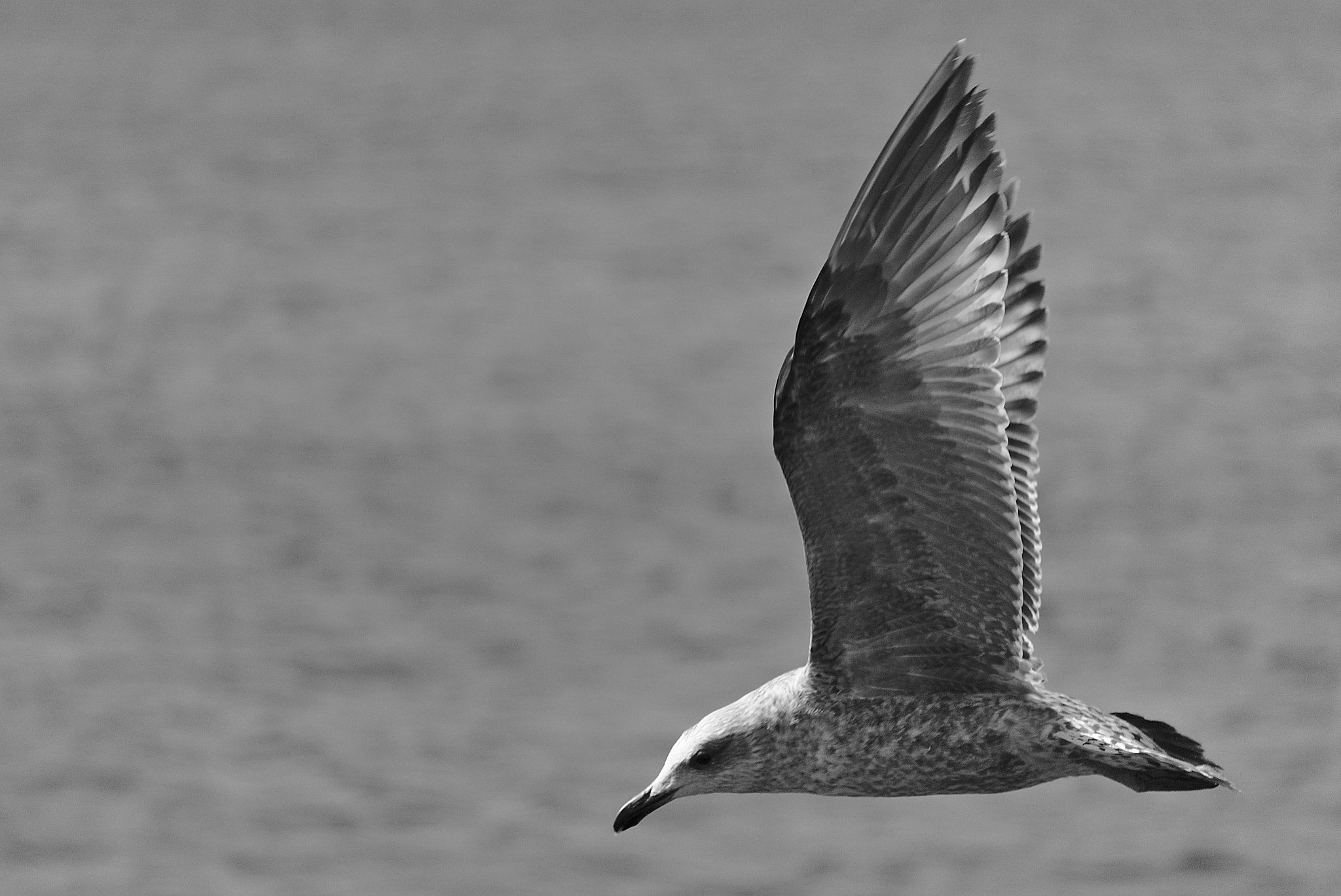 Sony E 55-210mm F4.5-6.3 OSS sample photo. The art of flying photography