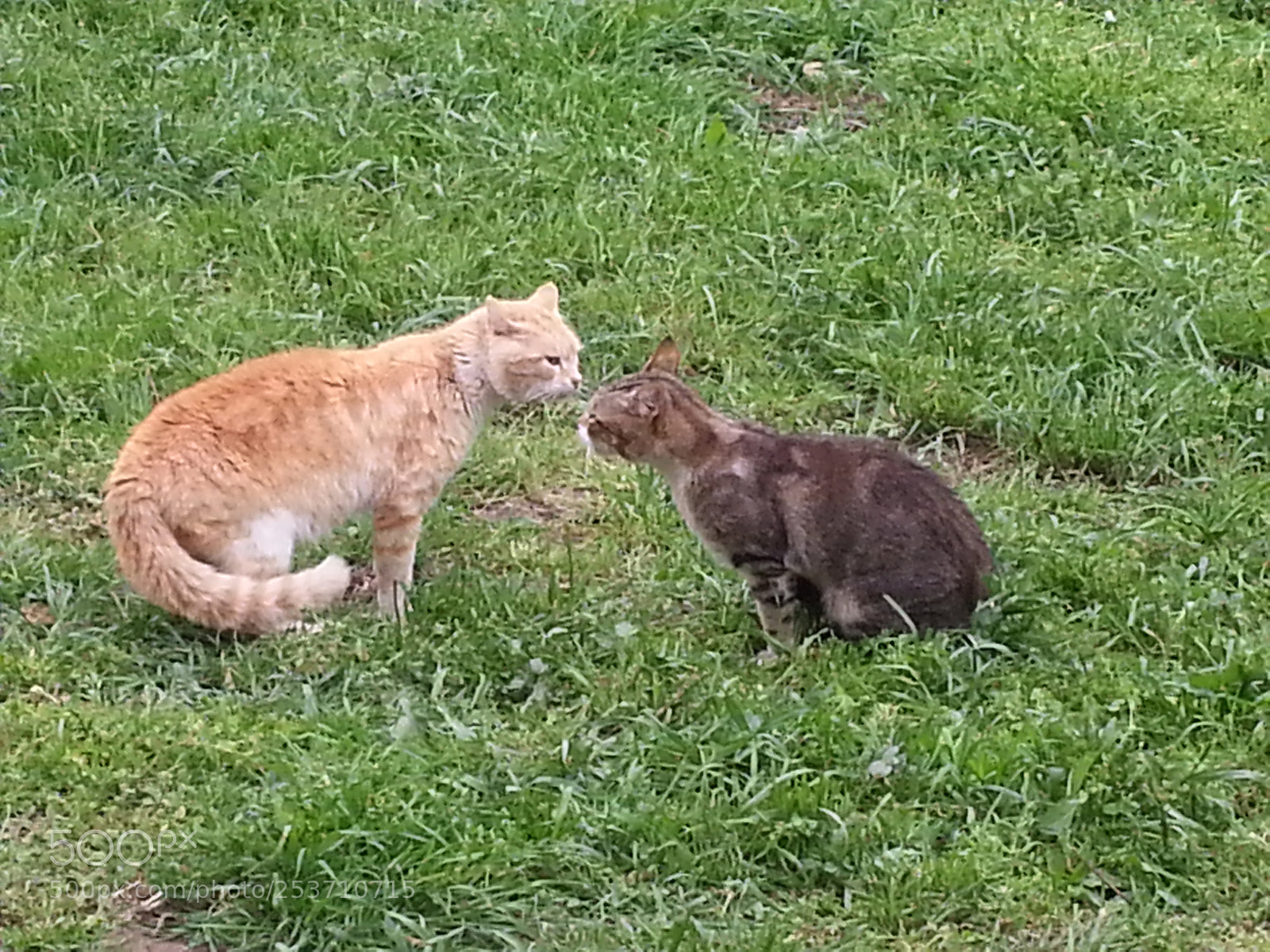 Samsung Galaxy S3 sample photo. Battle photography