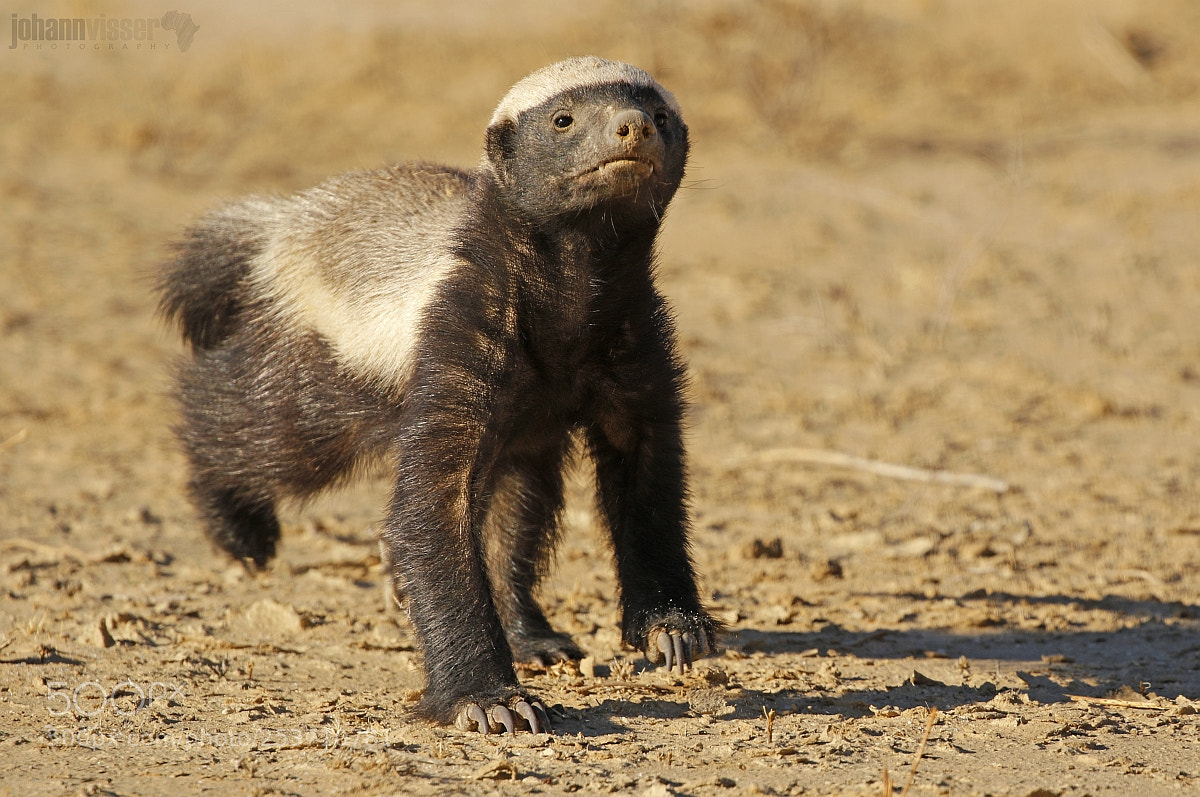 Canon EOS 7D Mark II sample photo. The ratel photography