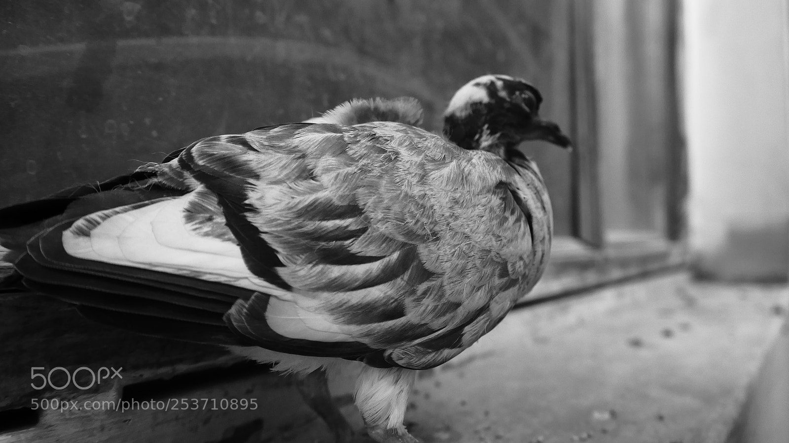 Panasonic Lumix DMC-G7 sample photo. Black & white pigeon photography