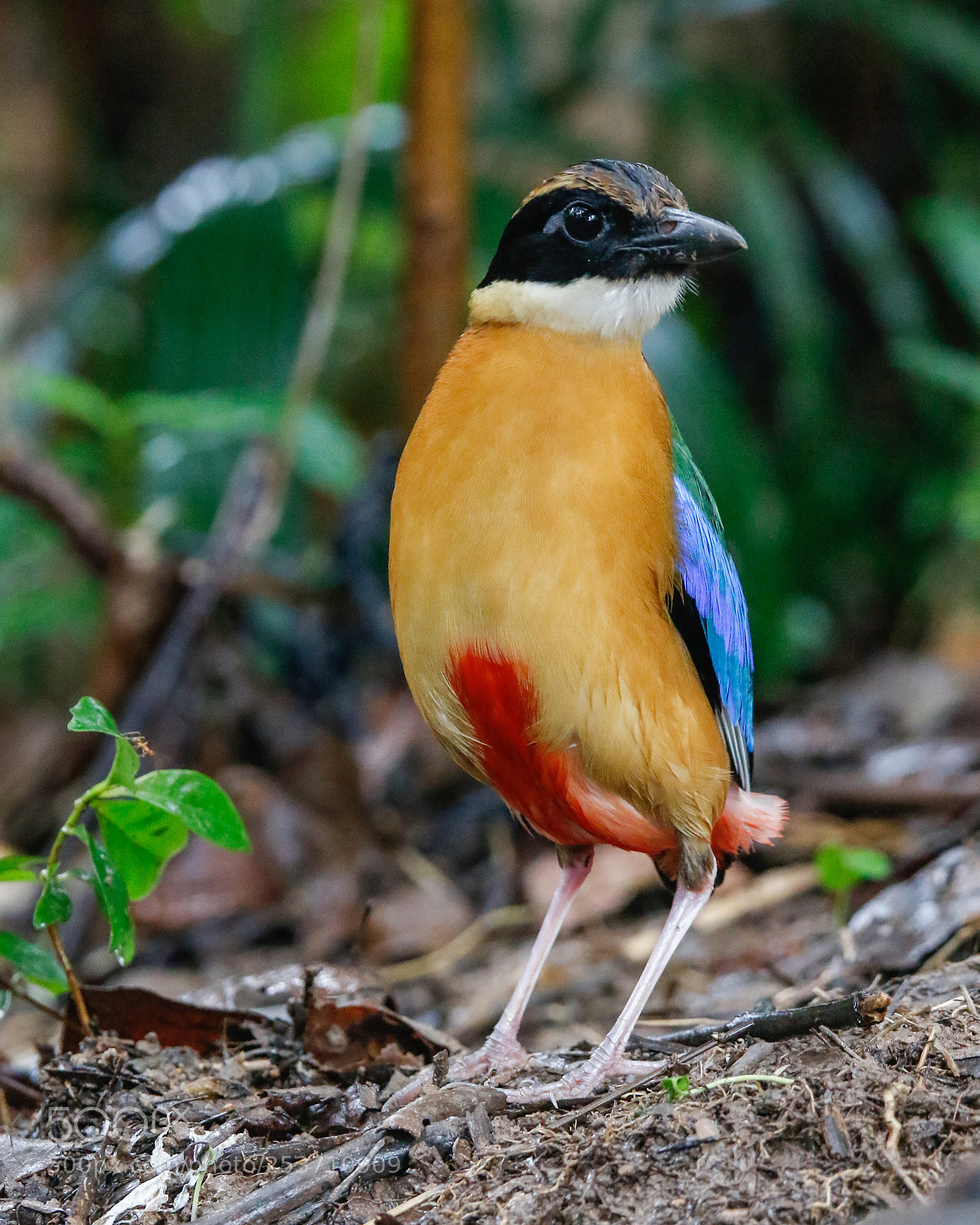 Canon EOS 7D Mark II sample photo. Blue-winged pitta photography