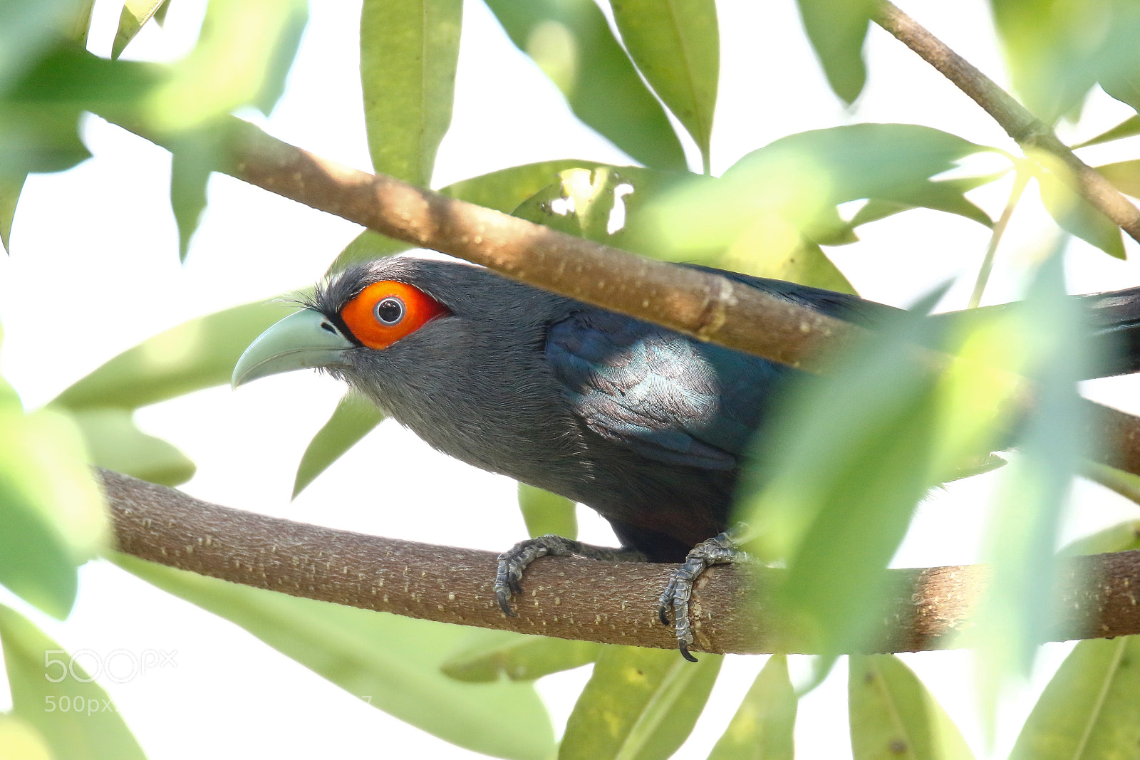 Canon EOS 7D Mark II sample photo. Chestnut-bellied malkoha photography