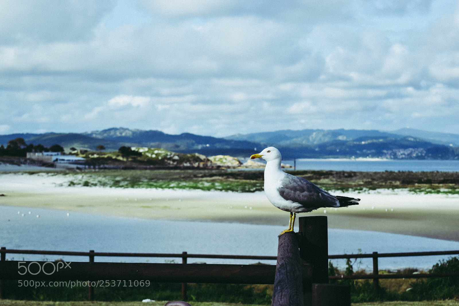 Nikon D5300 sample photo. Seagull photography