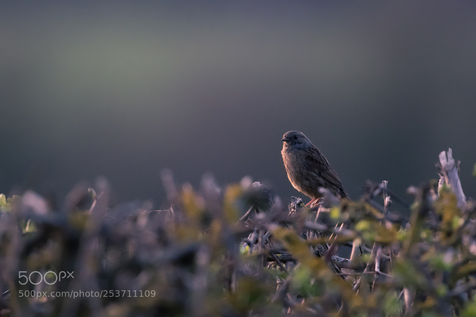 Canon EOS 80D sample photo. Evening dunnock photography