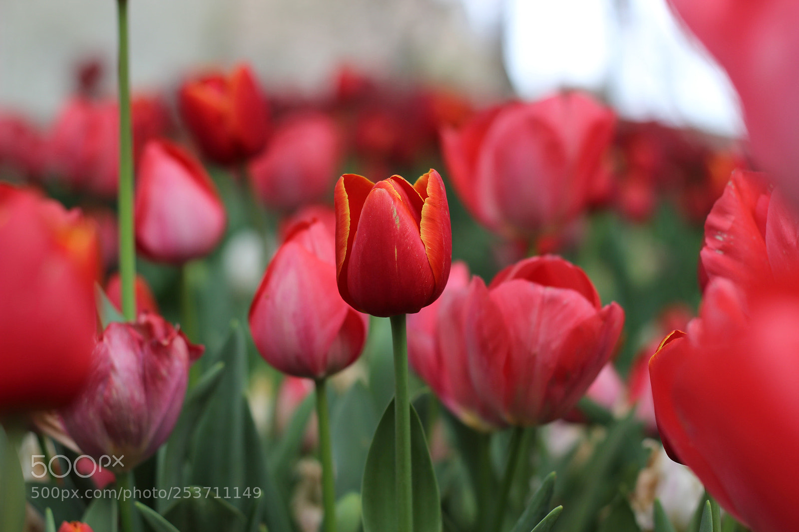 Canon EOS 600D (Rebel EOS T3i / EOS Kiss X5) sample photo. Spring photography