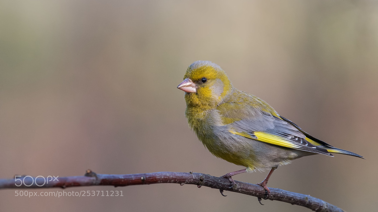 Nikon D500 sample photo. Greenfinch photography