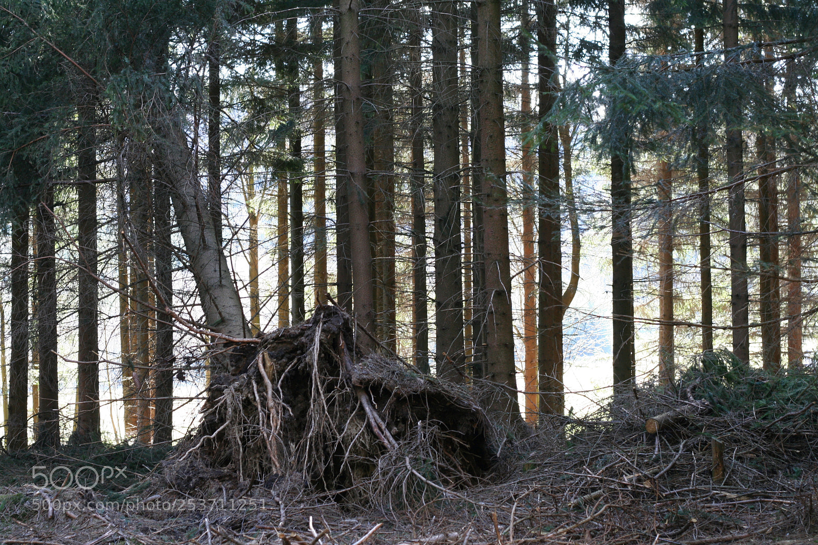 Canon EOS 350D (EOS Digital Rebel XT / EOS Kiss Digital N) sample photo. Forest after storm photography