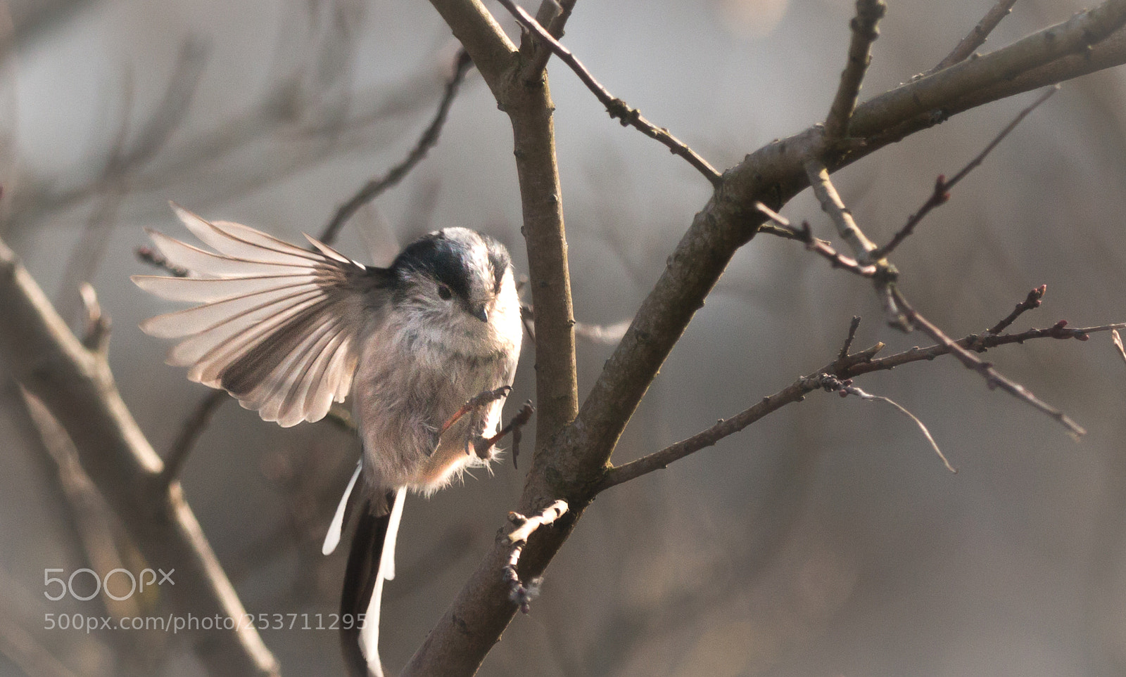 Canon EOS 70D sample photo. Long-tailed tit photography