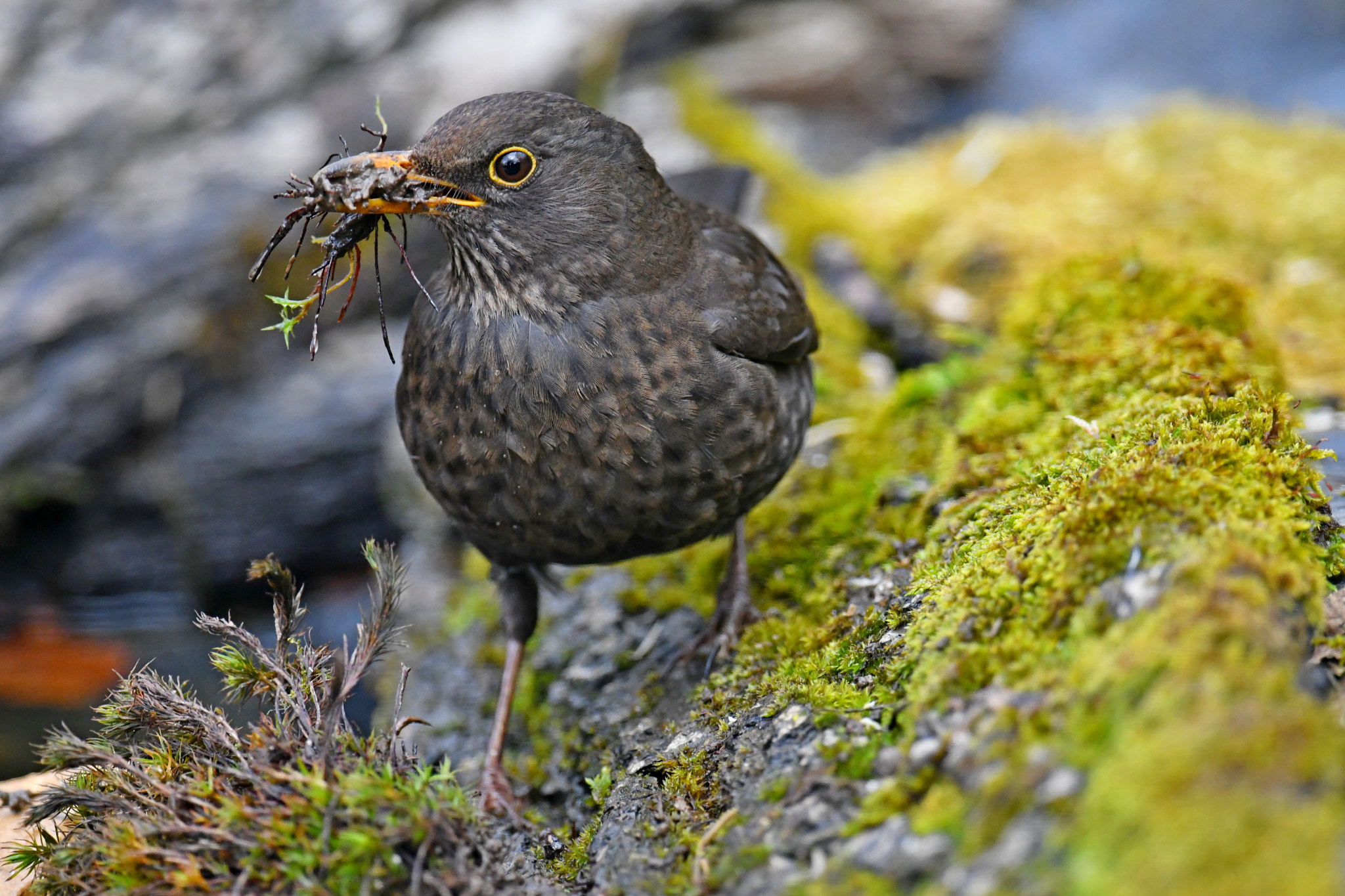 Nikon D500 sample photo. Nesting photography