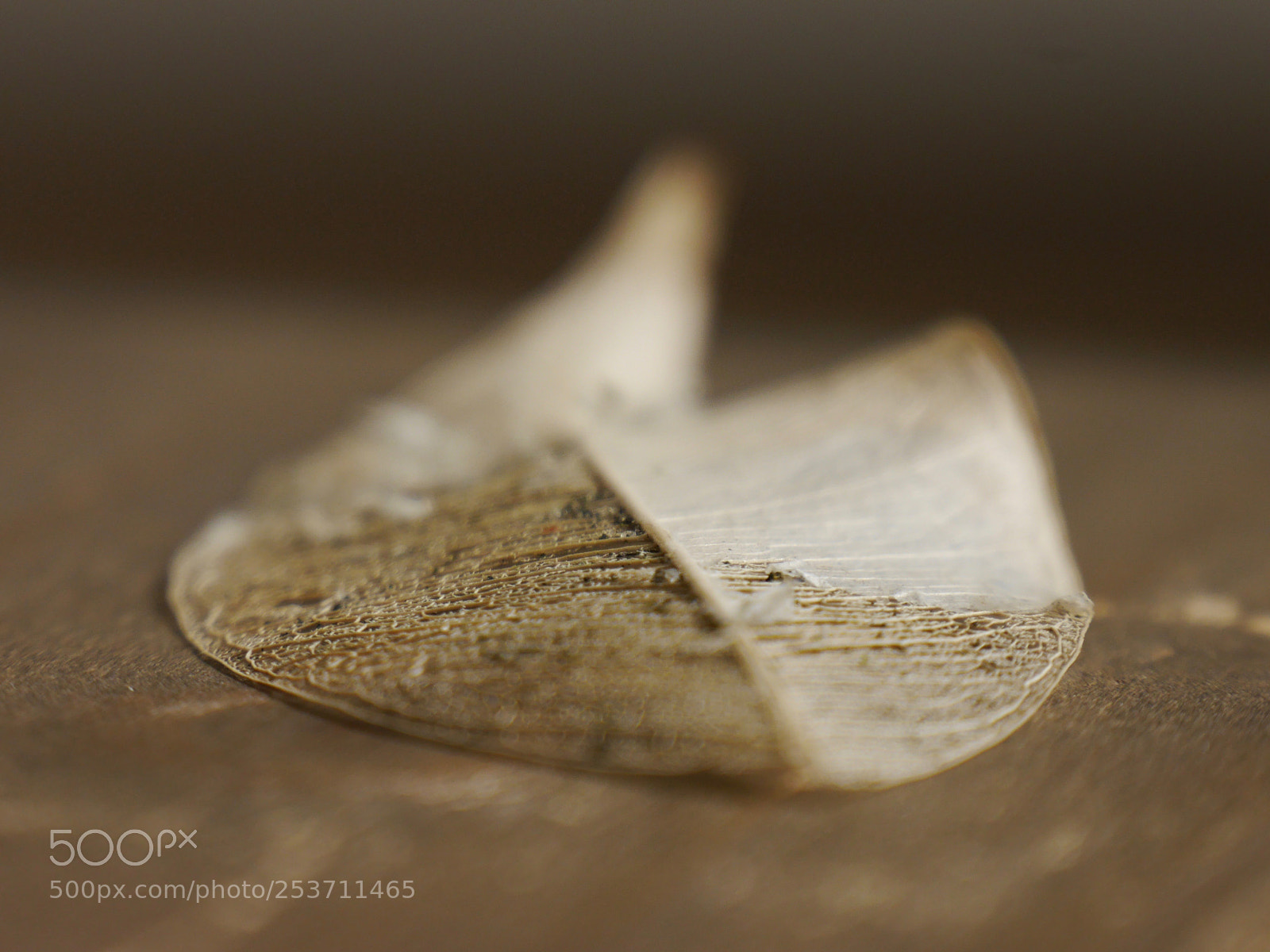 Panasonic Lumix DMC-G6 sample photo. Leaf photography