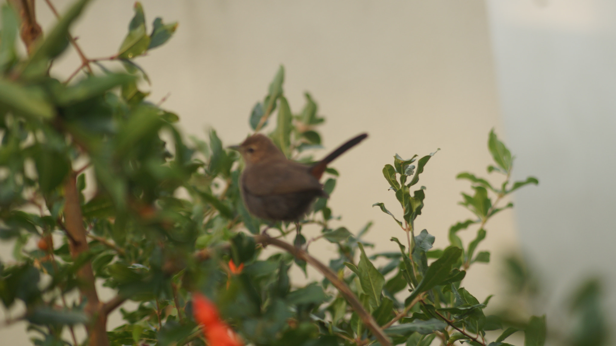 Sony DT 55-200mm F4-5.6 SAM sample photo. Bird photography