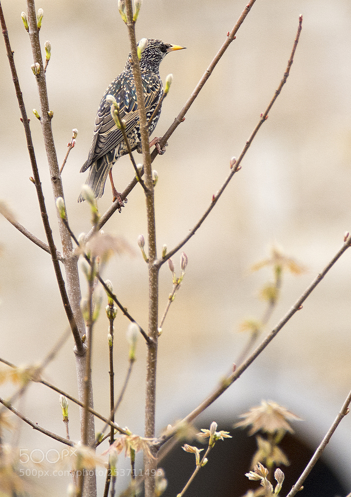 Nikon D7100 sample photo. Scout photography
