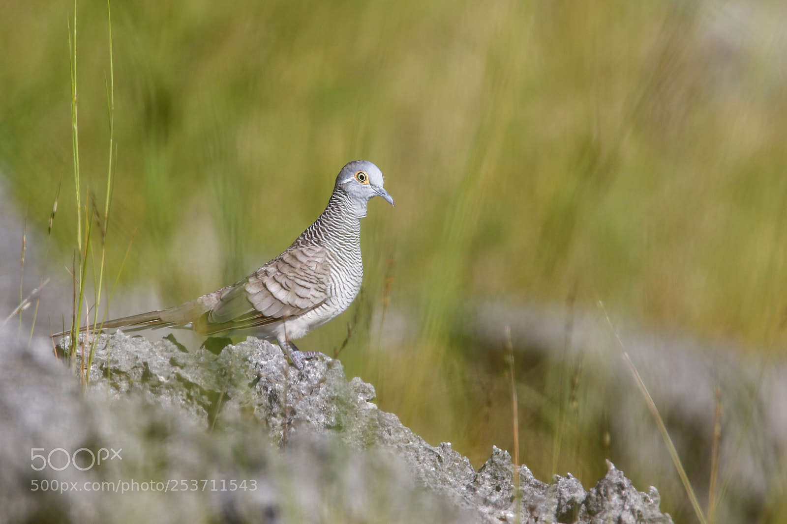 Canon EOS 7D Mark II sample photo. Barred dove photography