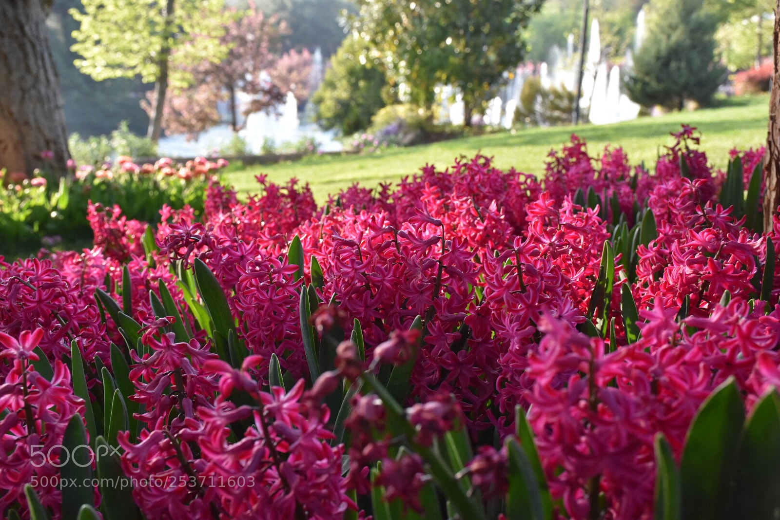 Nikon D7200 sample photo. Spring  photography