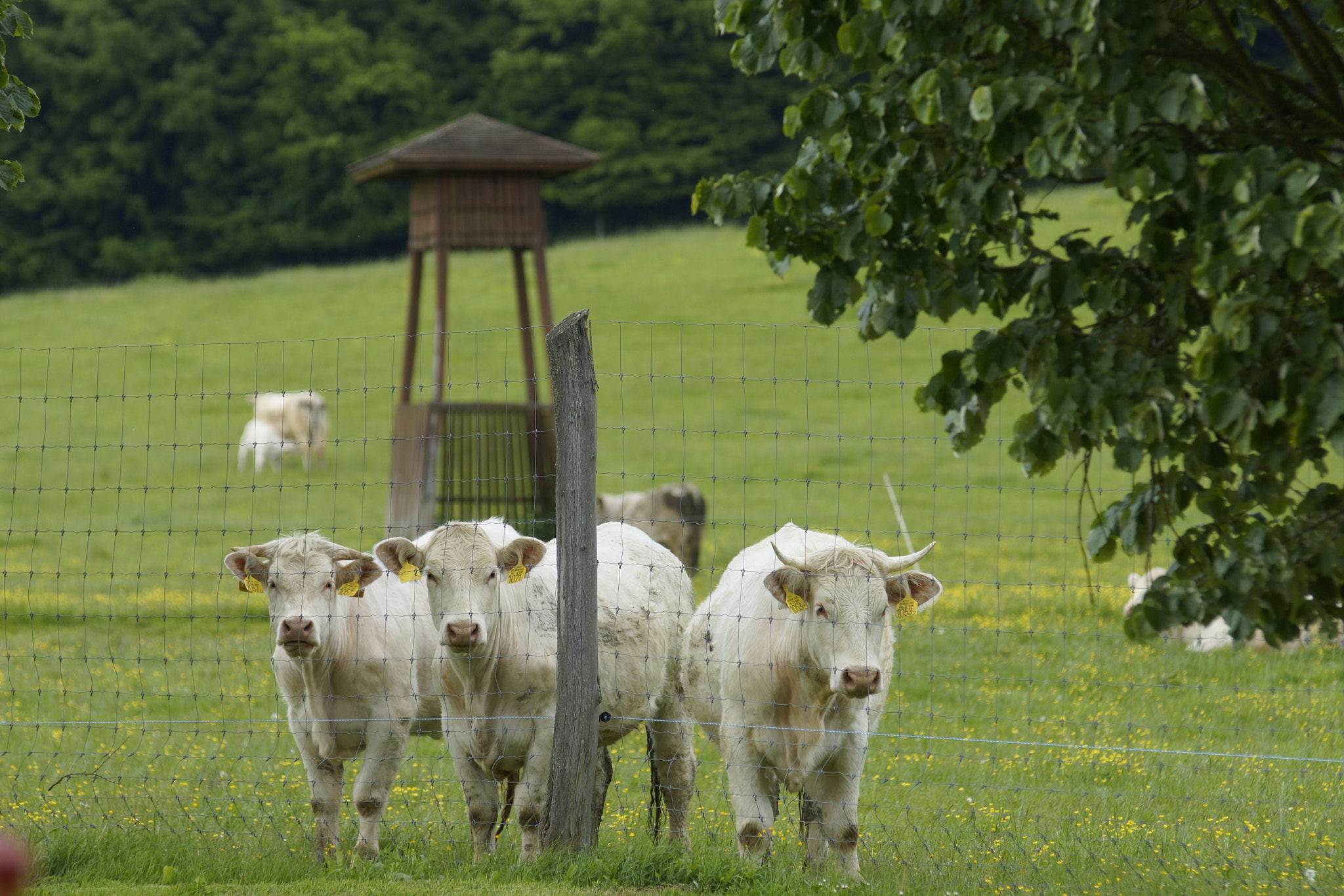 Tamron Lens (255) sample photo. Cows photography