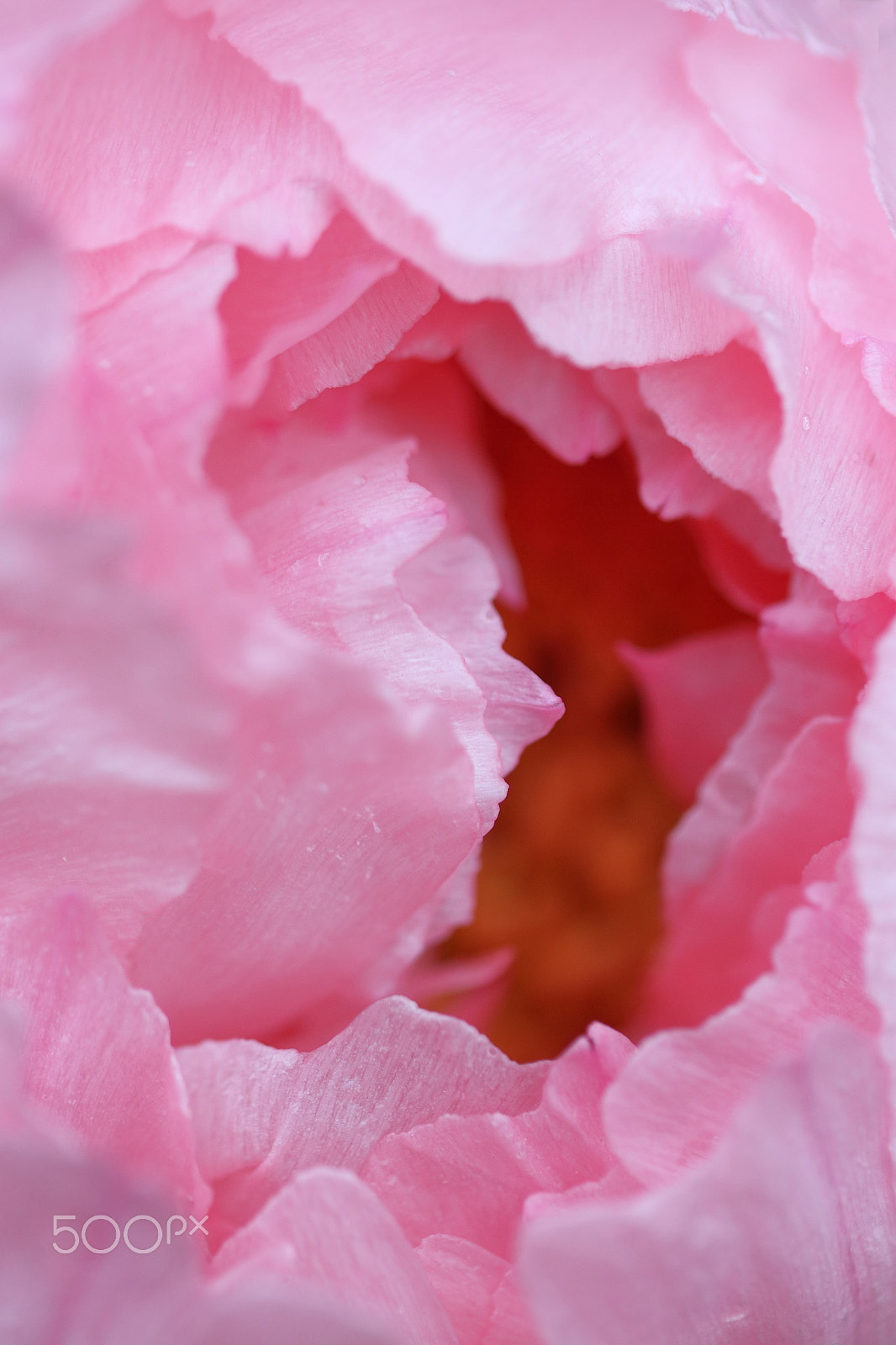 Canon EF-S 60mm F2.8 Macro USM sample photo. Peony photography