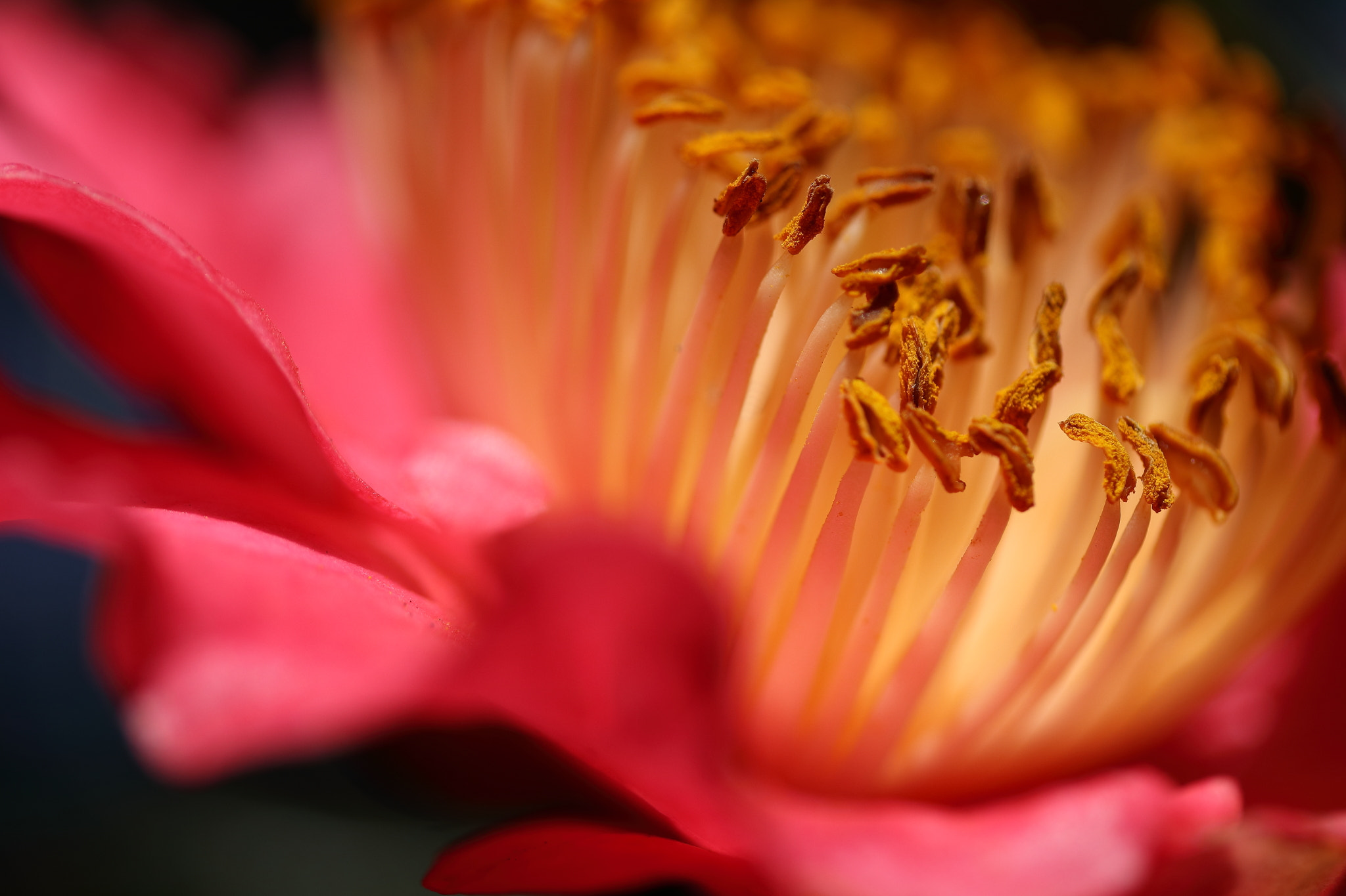 Canon EF-S 60mm F2.8 Macro USM sample photo. Camellia photography