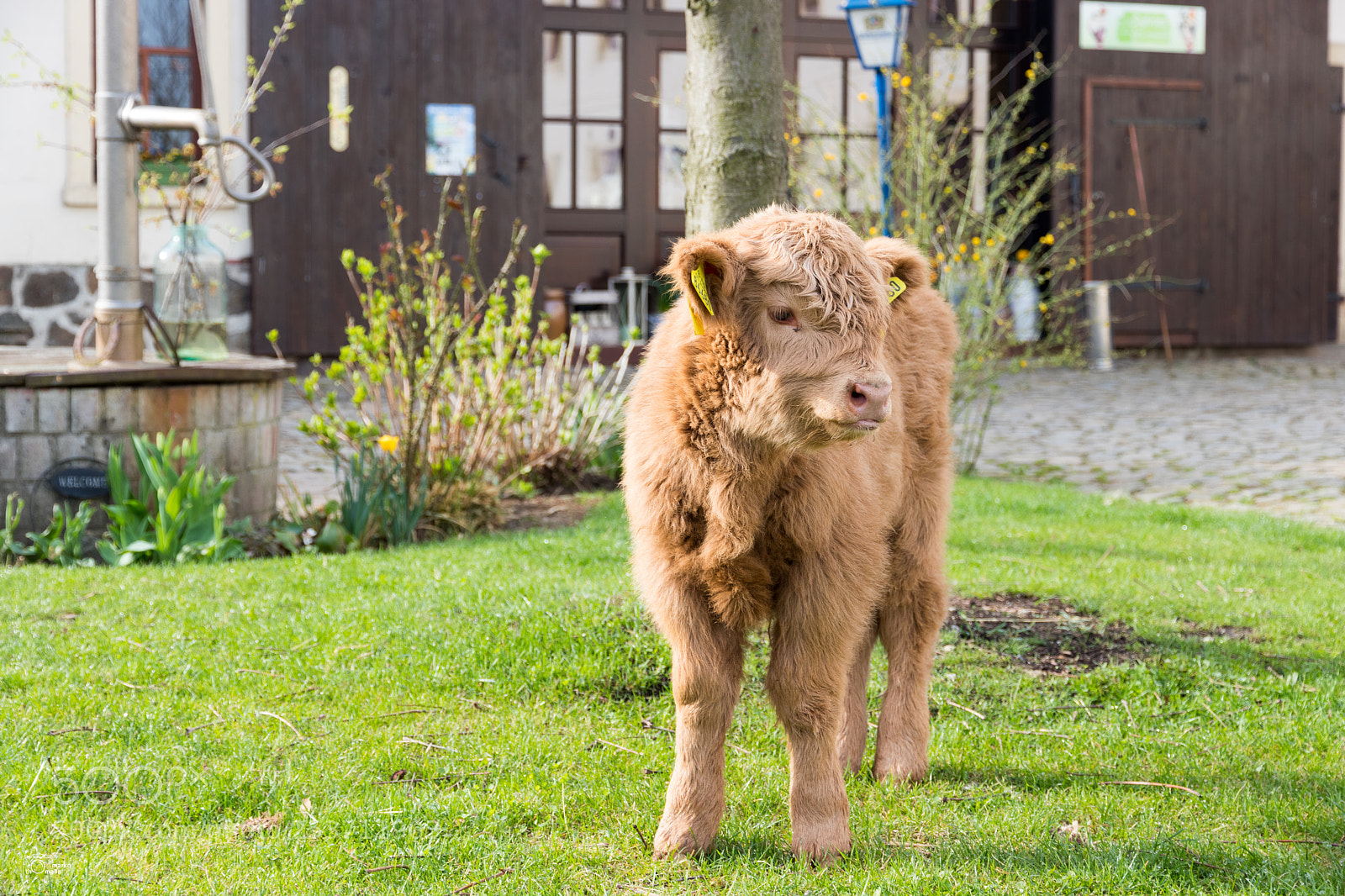 Canon EOS 80D sample photo. Highland cattle calf photography