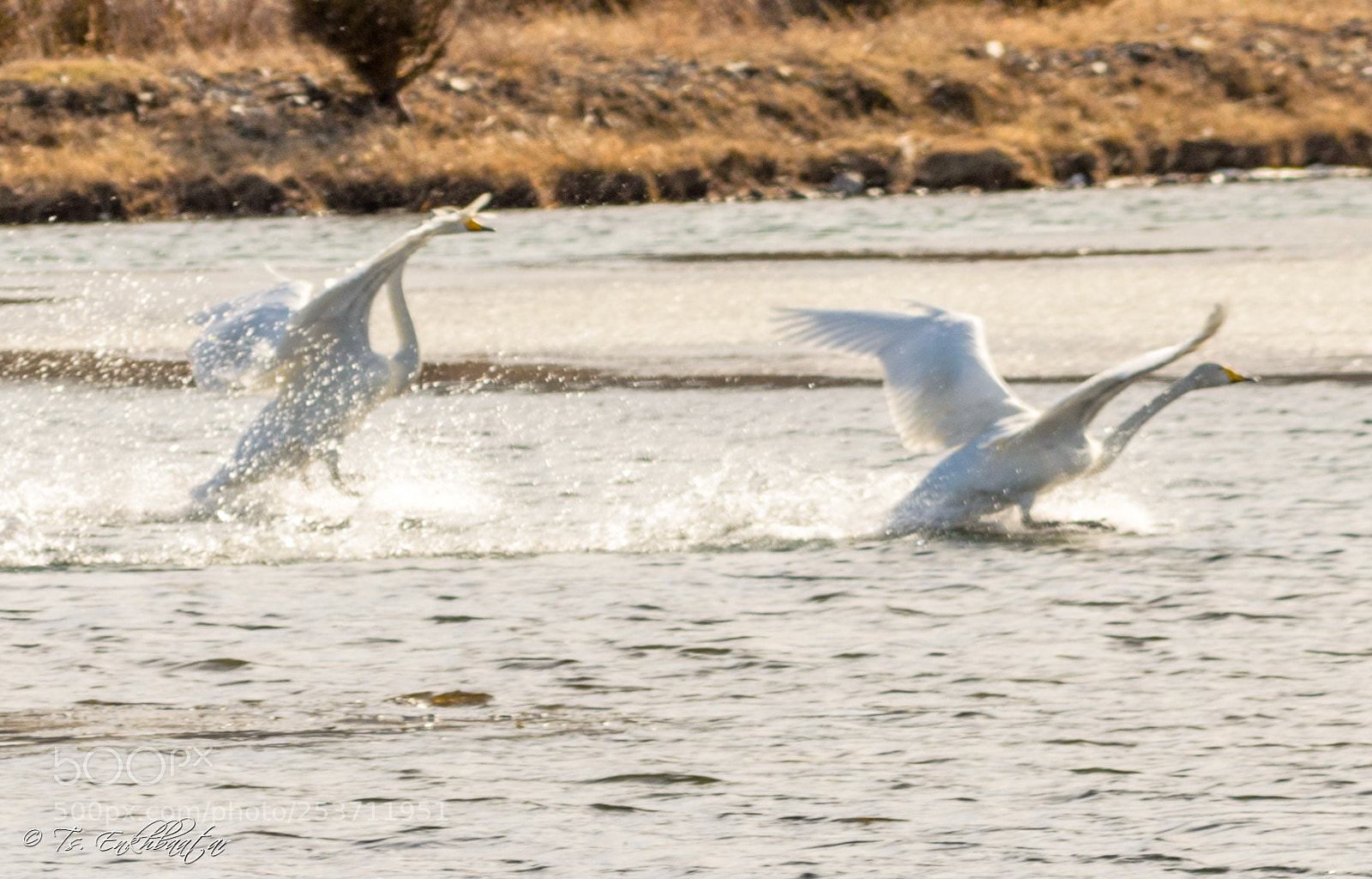 Nikon D5100 sample photo. Swans photography