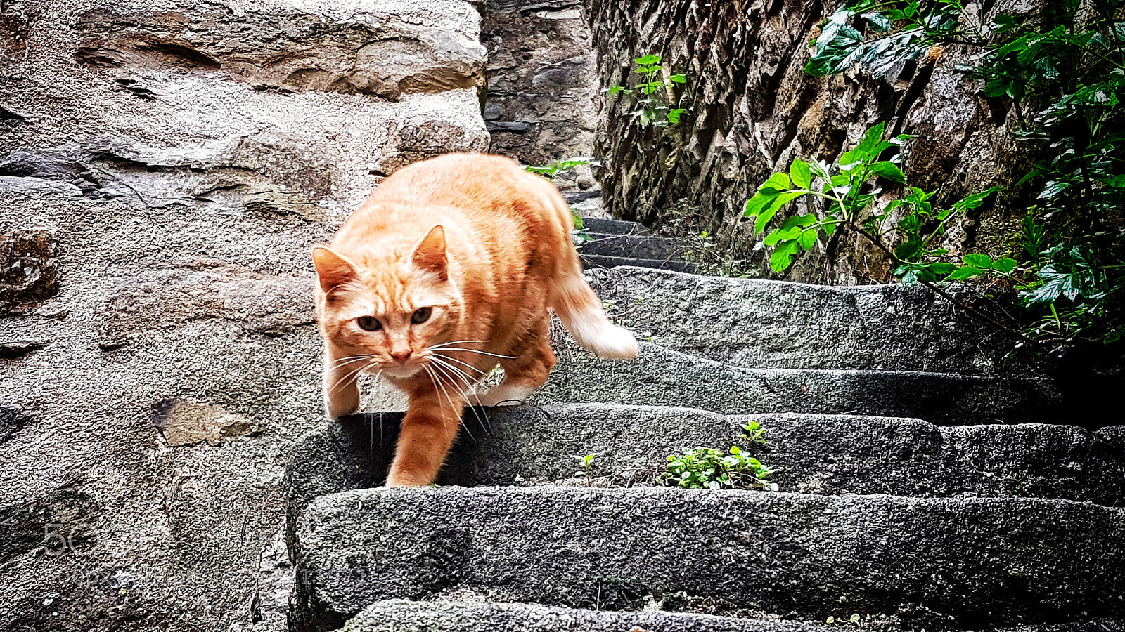 Samsung Galaxy S7 sample photo. Medieval cat photography