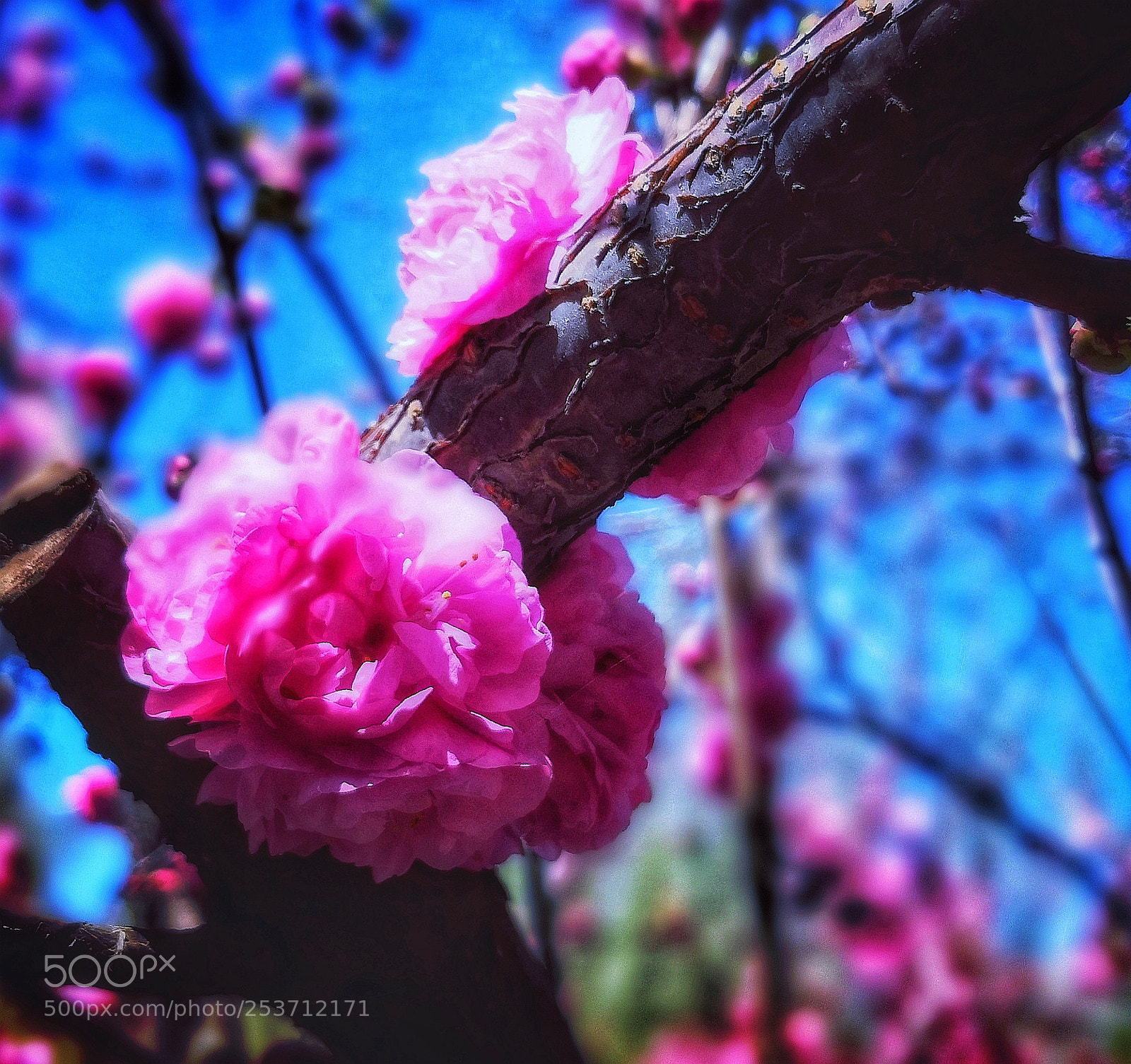 HUAWEI Mate 10 sample photo. 榆叶梅2 photography