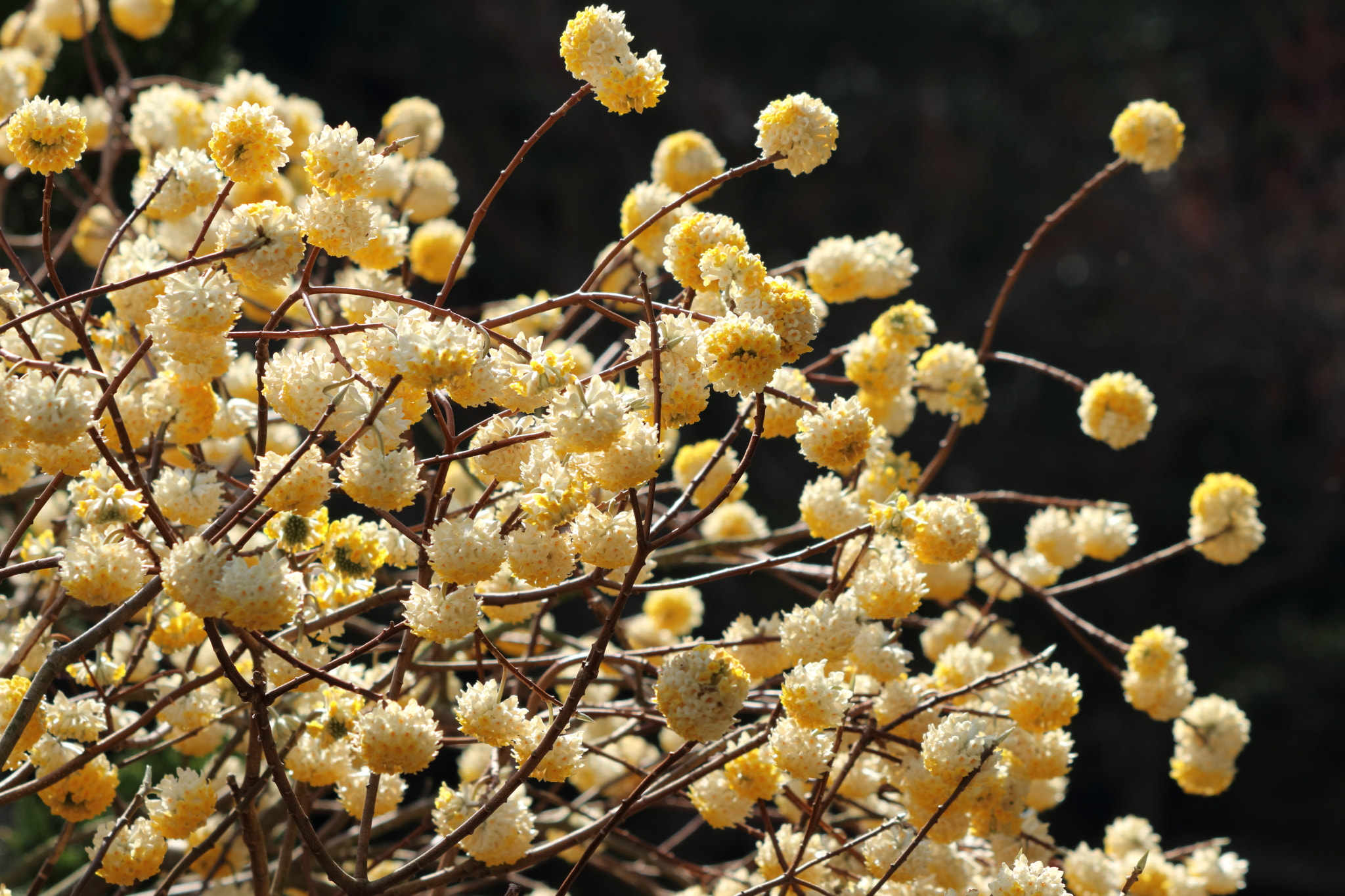 Canon EF 70-300 F4-5.6 IS II USM sample photo. Paper bush photography