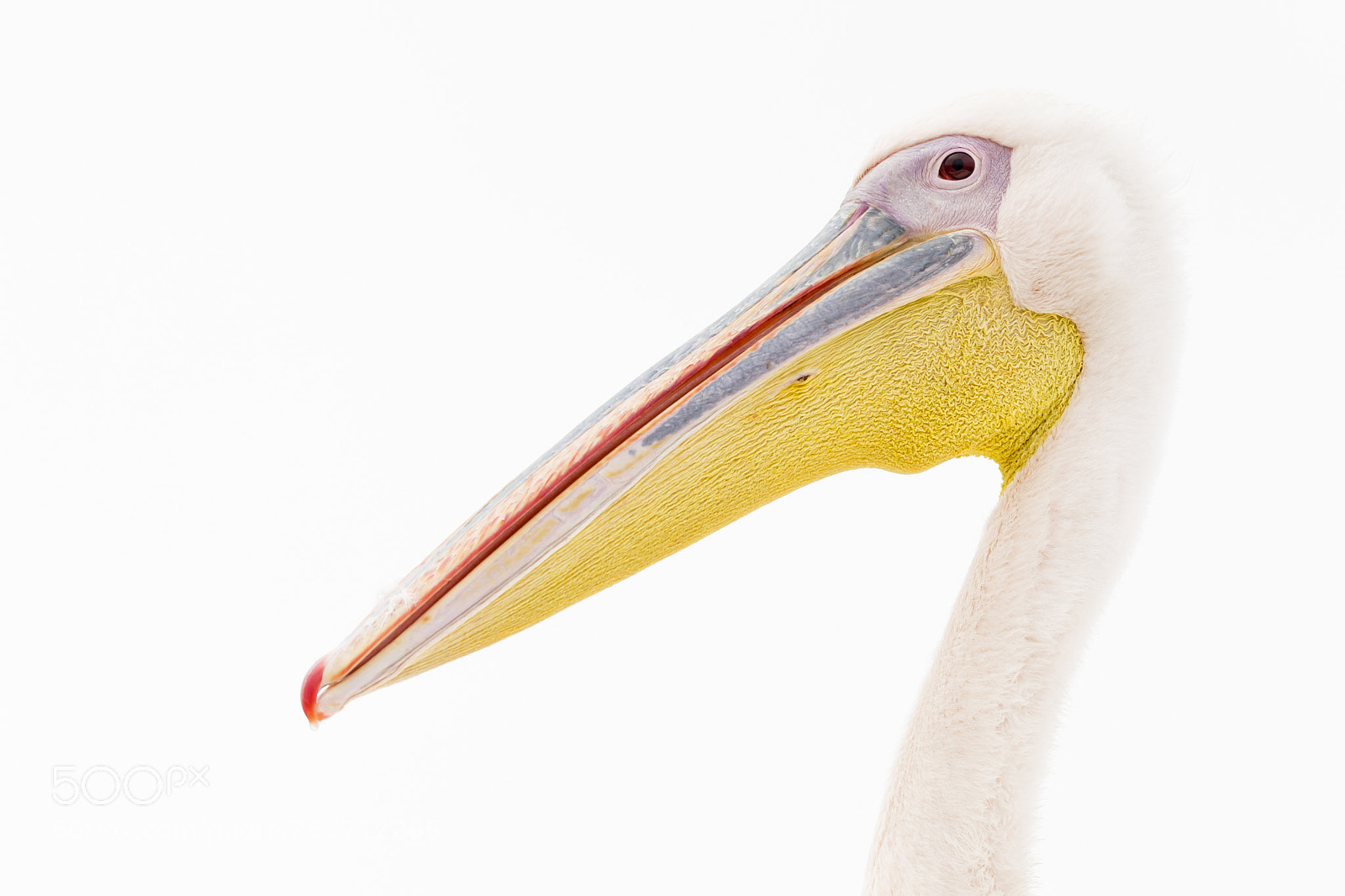 Nikon D3100 sample photo. Pelican photography