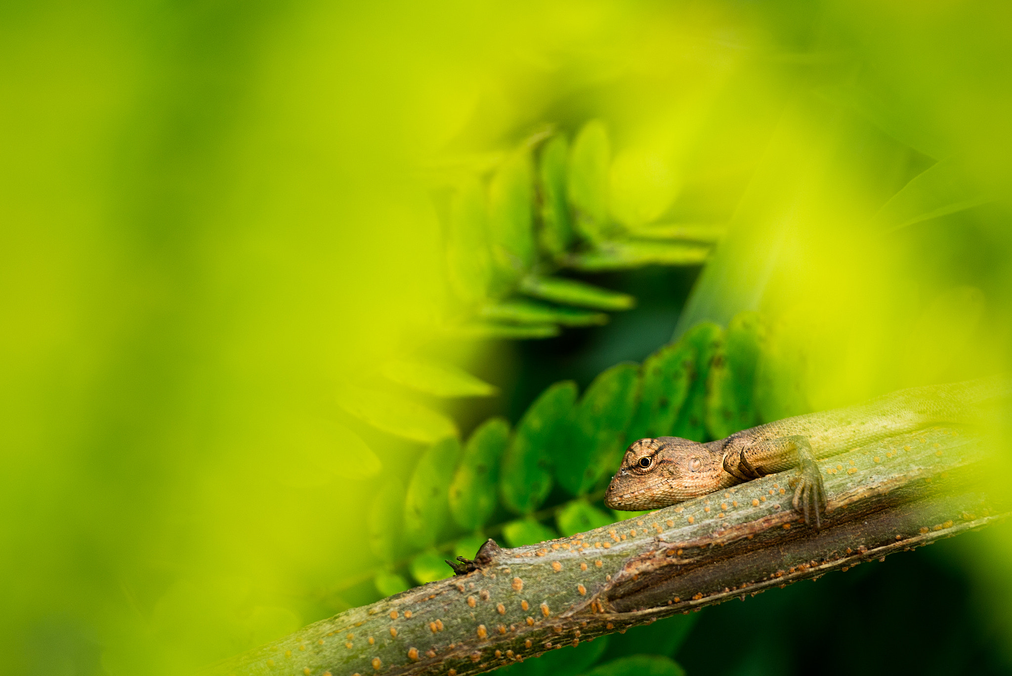 Panasonic Lumix DMC-GX1 sample photo. Lizard photography
