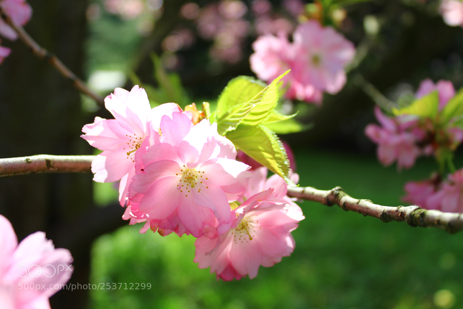 Canon EOS 1300D (EOS Rebel T6 / EOS Kiss X80) sample photo. Cherry blossom photography