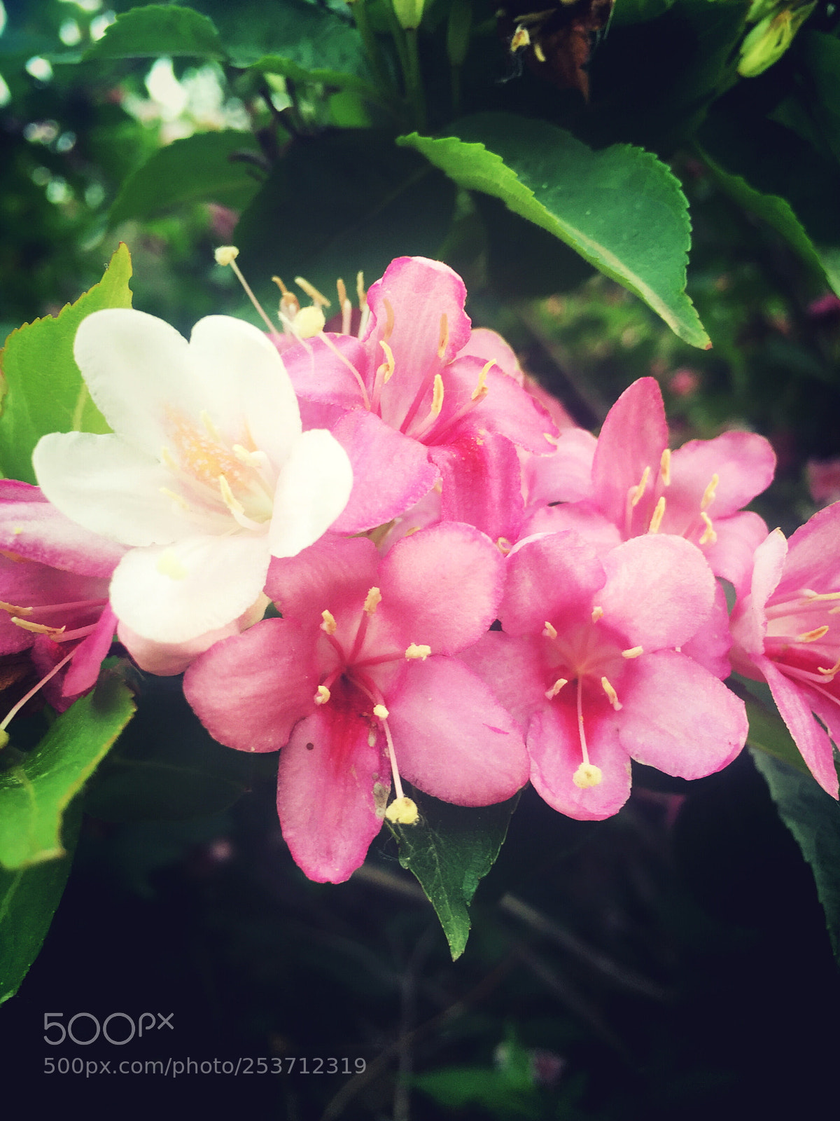Apple iPhone 6 sample photo. Flower photography