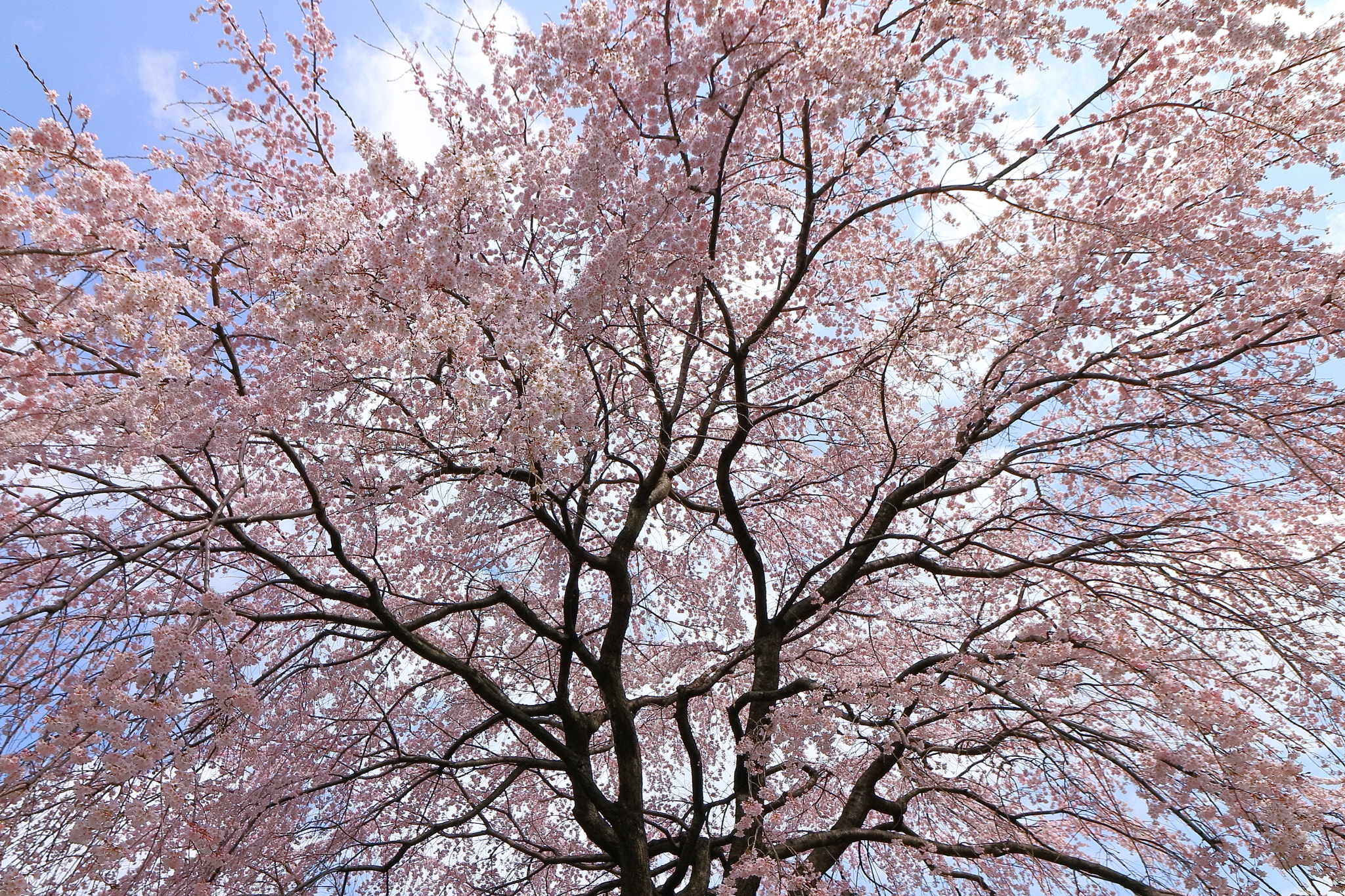 Canon EOS 80D sample photo. Cherry blossom photography