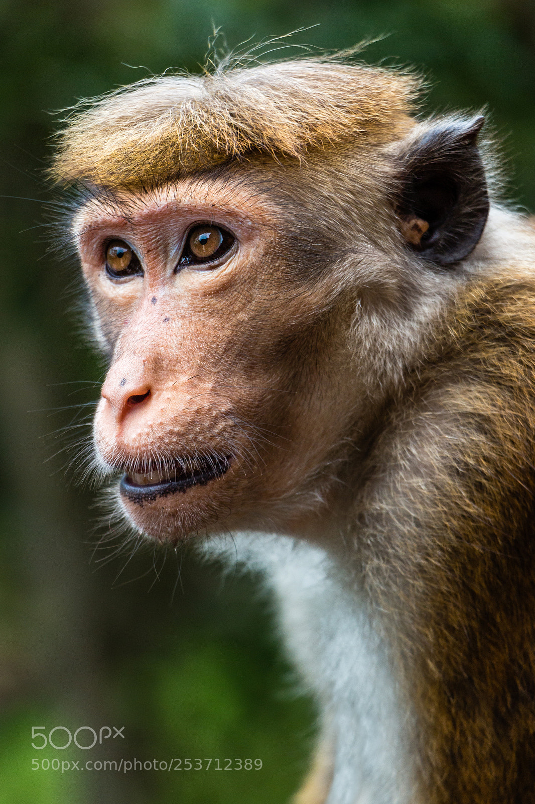 Canon EOS 70D sample photo. Portrait of a monkey photography