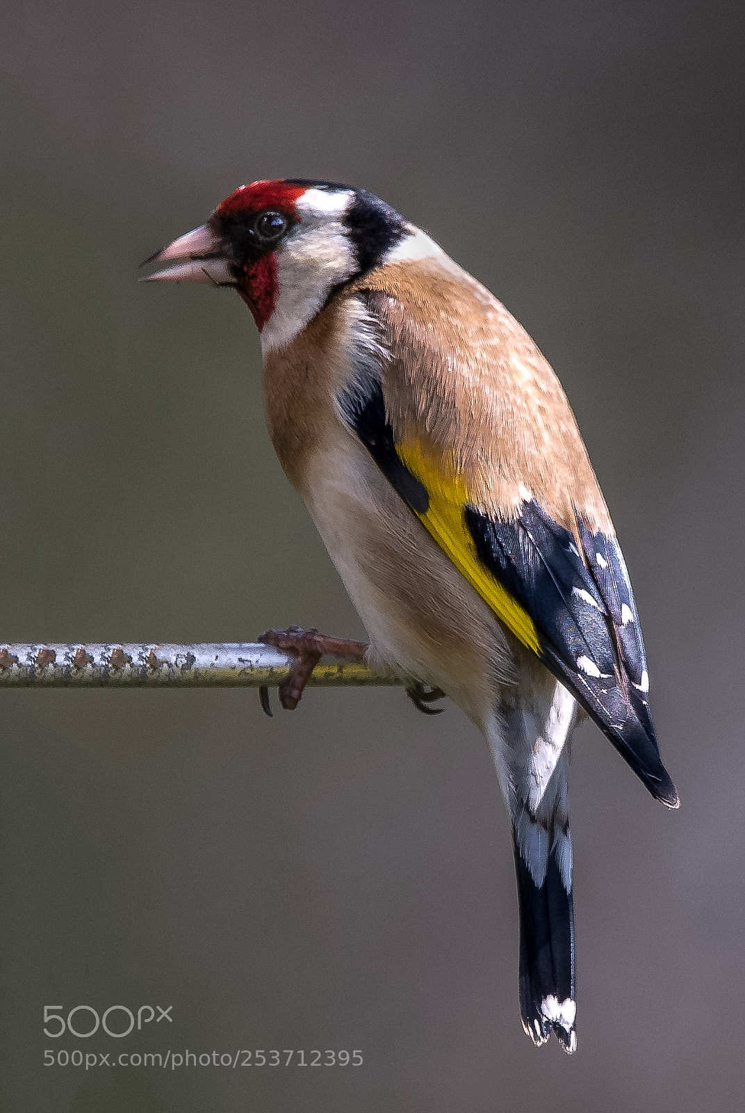 Nikon D850 sample photo. Out on a limb photography