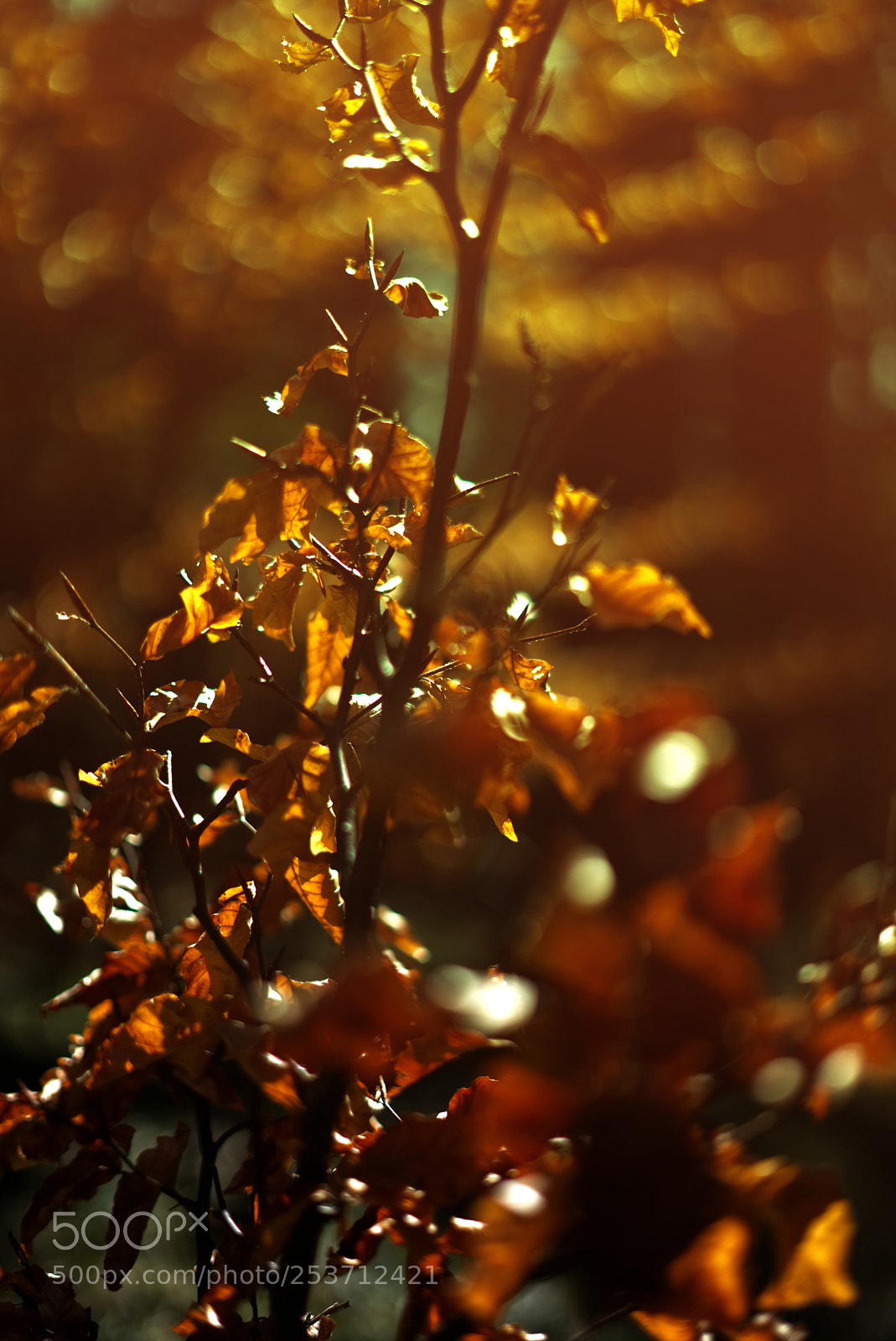 Sony a7 II sample photo. Sonnenoase photography