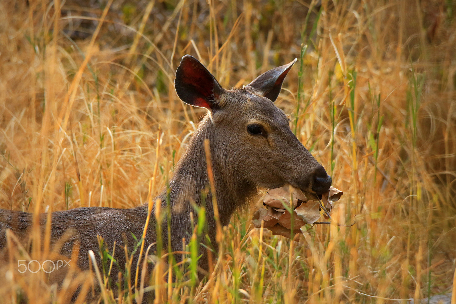 Canon EOS 7D Mark II sample photo. Sambar deer photography