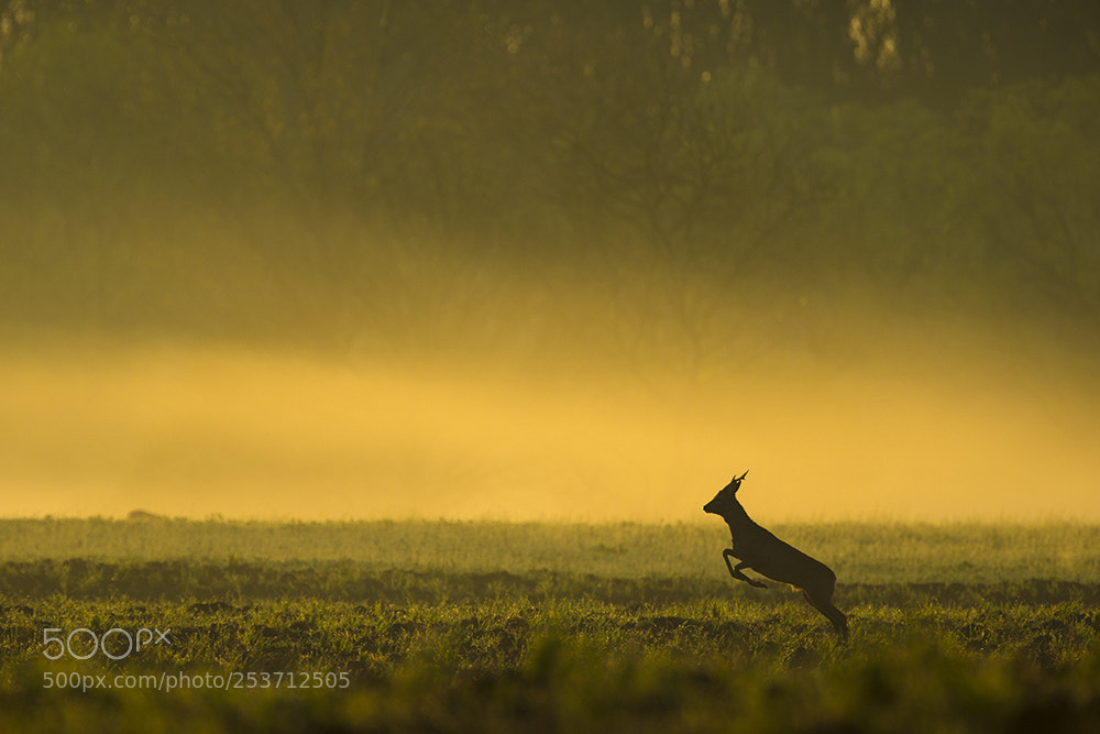 Canon EOS-1D X sample photo. Morning atmosphere photography