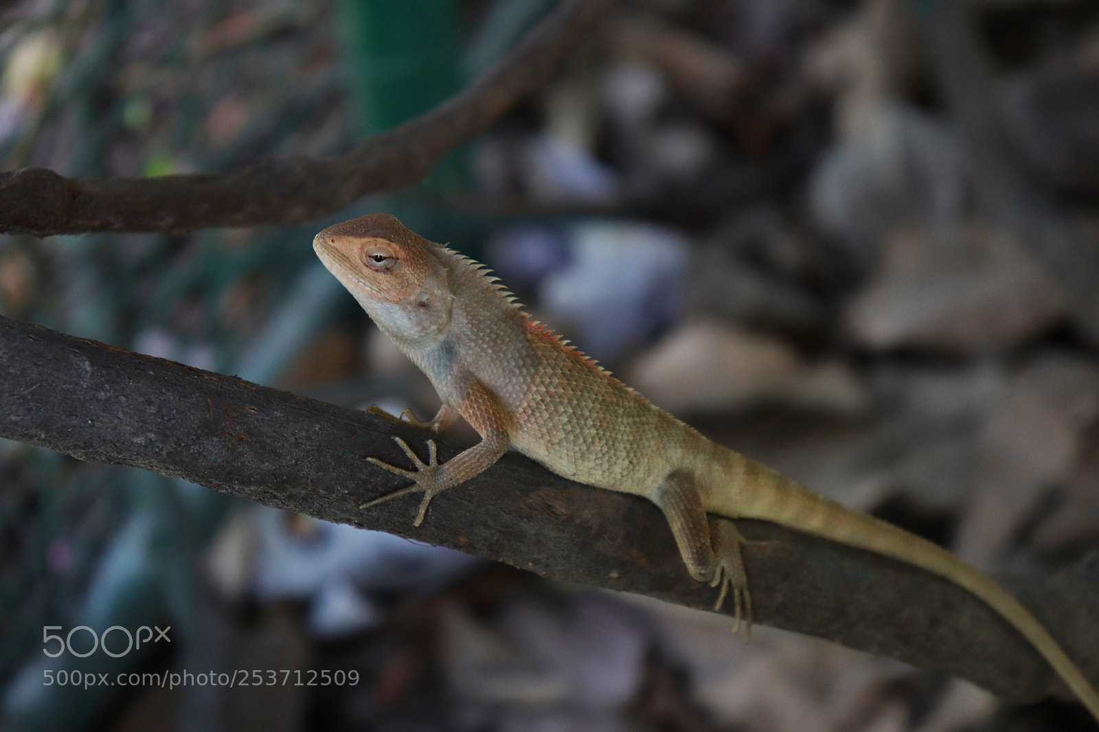 Canon EOS 200D (EOS Rebel SL2 / EOS Kiss X9) sample photo. Chameleons photography